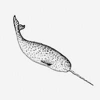 Narwhal drawing, vintage sea animal illustration. Free public domain CC0 image.
