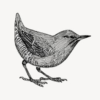 Little bird clipart, vintage animal illustration vector. Free public domain CC0 image.
