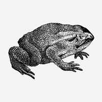 Toad drawing, vintage animal illustration. Free public domain CC0 image.