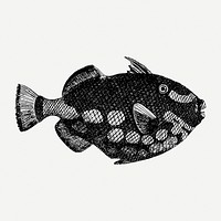 Triggerfish drawing, sea animal vintage illustration psd. Free public domain CC0 image.