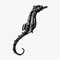 Seahorse clipart, vintage animal illustration vector. Free public domain CC0 image.