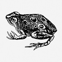 Frog drawing, vintage animal illustration. Free public domain CC0 image.