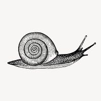 Snail clipart, vintage animal illustration vector. Free public domain CC0 image.