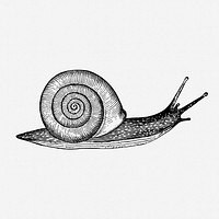 Snail drawing, vintage animal illustration. Free public domain CC0 image.