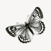 Clouded yellows butterfly clipart, vintage insect illustration vector. Free public domain CC0 image.