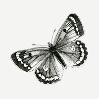Clouded yellows butterfly drawing, vintage illustration psd. Free public domain CC0 image.