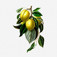 Golden esperen, mirabelle plum collage element, vintage fruit illustration. Free public domain CC0 image.