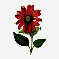 Coneflower collage element, vintage flower illustration. Free public domain CC0 image.