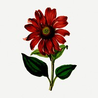 Coneflower collage element, flower vintage illustration psd. Free public domain CC0 image.