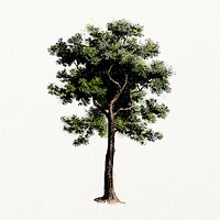 Tree watercolor, nature illustration, vintage design