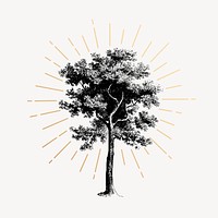 Vintage tree drawing, botanical illustration