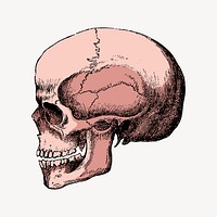 Aesthetic skull, medical vintage illustration