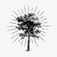 Vintage tree drawing, botanical illustration