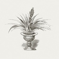 Antique illustration of plant in a pot