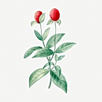 Hand drawn red globe amaranth flower sticker with a white border