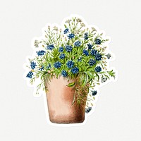 Hand drawn lobelia erinus in a pot sticker with a white border