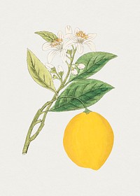 Antique illustration of citrus medica va