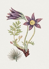 Antique illustration of anemone pulsatila