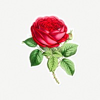 Hand drawn red rose flower sticker with a white border