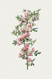 Antique watercolor drawing of flowers