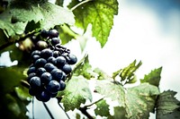 Dark grapes hanging from the vine tree