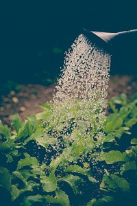 Watering the vegetable garden