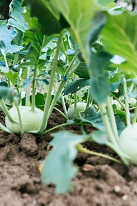 Close up of white turnips