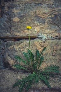 Dandelion growing on a wall