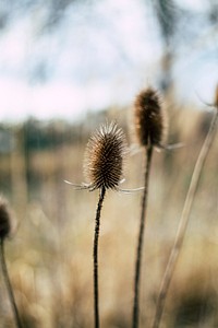 Dried thistle in Erlanger, Germany