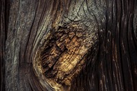 Close up of a broken branch on the tree