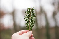 Hand holding pine leaves