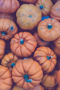 Close up of fresh pumpkins