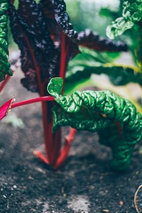 Close up of swiss chard