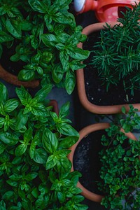 Close up of fresh herbs