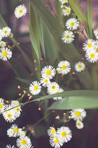 Tiny white daisy flowers