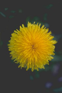 Close up of a Dandelion