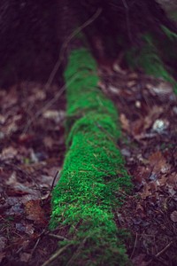 Moss growing on a log