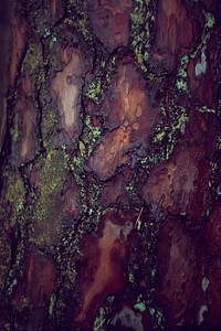 Close up of bark on a tree