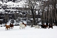 A mixed herd of wild and domesticated horses frolics on the Ladder Livestock ranch, a vast cattle and sheep-ranching operation that straddles the Wyoming-Colorado border, which the Little Snake River crosses 12 times on the ranch&#39;s property.