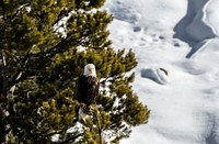 A bald eagle, which of course is not bald at all, surveys its domain in the northernmost Wyoming reaches of Yellowstone National Park. Original image from <a href="https://www.rawpixel.com/search/carol%20m.%20highsmith?sort=curated&amp;page=1">Carol M. Highsmith</a>&rsquo;s America, Library of Congress collection. Digitally enhanced by rawpixel.