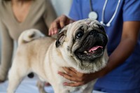 Pet pug in a veterinary clinic
