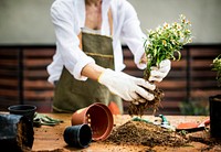 A woman is planting flowers