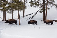 Buffaloes, or American bison, trudge through the snow in the northernmost Wyoming reaches of Yellowstone National Park. Original image from <a href="https://www.rawpixel.com/search/carol%20m.%20highsmith?sort=curated&amp;page=1">Carol M. Highsmith</a>&rsquo;s America, Library of Congress collection. Digitally enhanced by rawpixel.