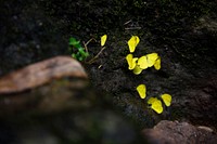 Beautiful yellow butterflies