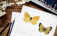 Drawing of butterflies on a paper