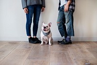 Asian couple with French bulldog