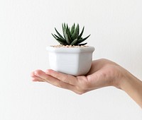 Closeup of hand holding cactus pot
