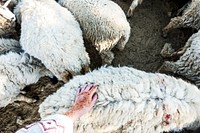 A flock of sheep in India