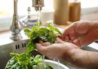 A person washing basil under running water food photography recipe idea