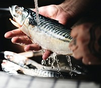 Fresh mackerels washed under running water